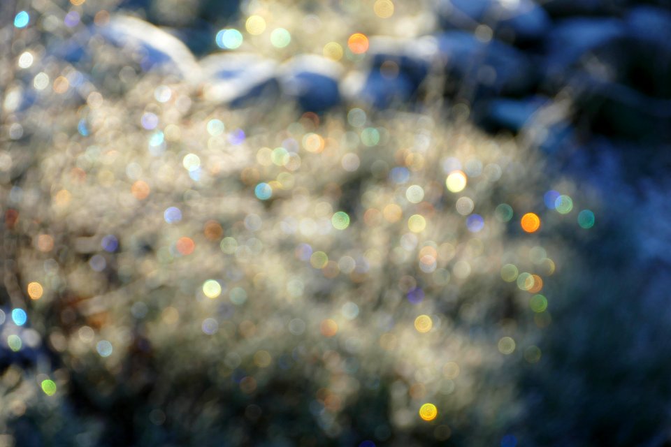 Sunlight on bilberry bushes with frost - very out of focus