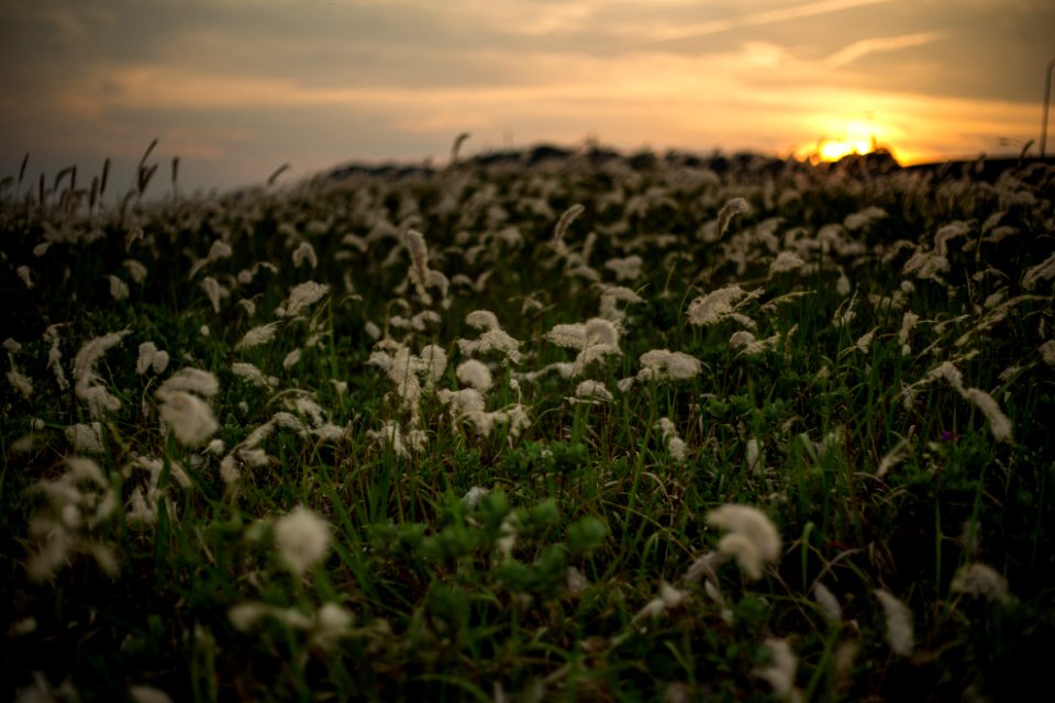 Sunset (159174211)