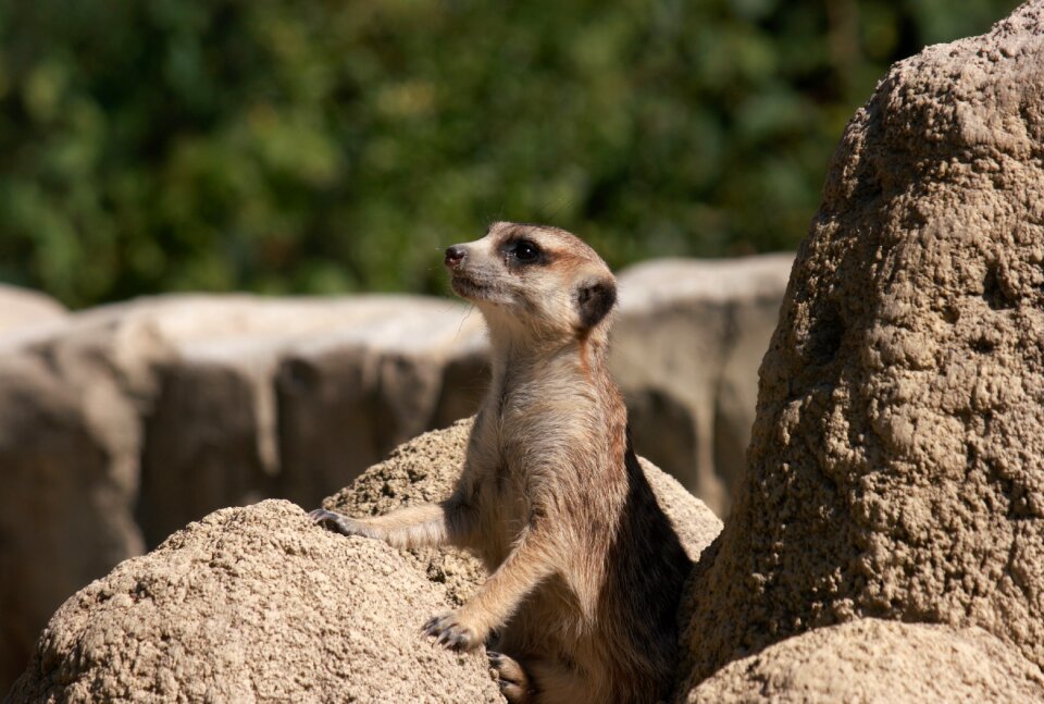 Cute curious animals
