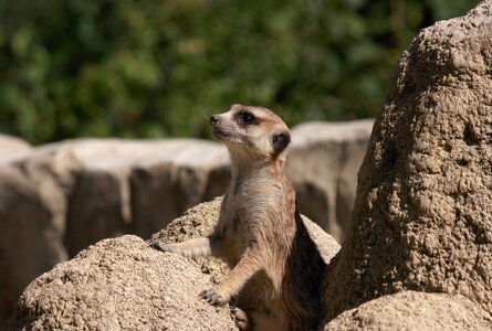 Cute curious animals