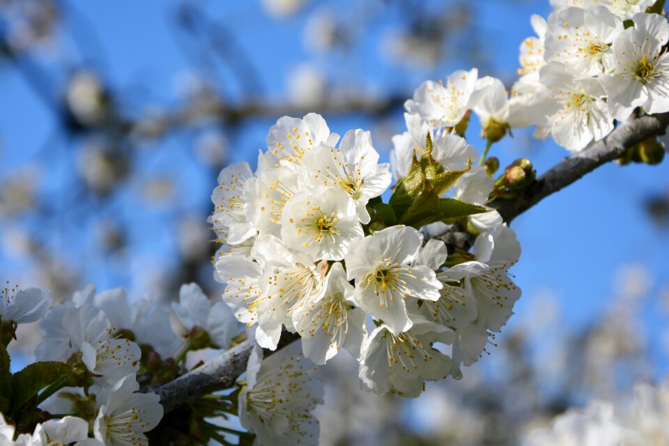 Spring nature spring flowers