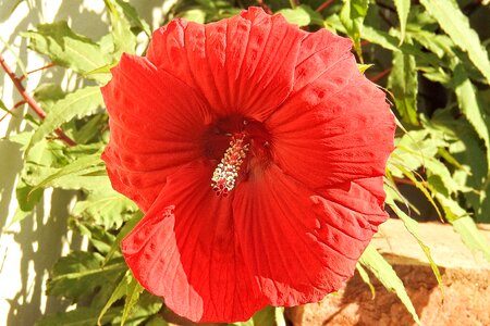 Red giant hibiscus flower photo