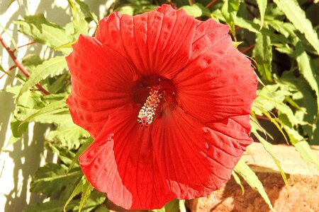 Red giant hibiscus flower