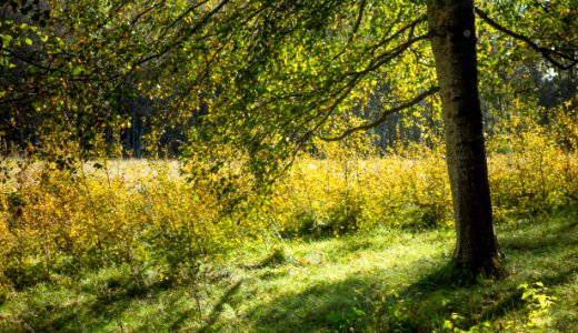 Sunlit clearing in Gullmarsskogen 2 photo