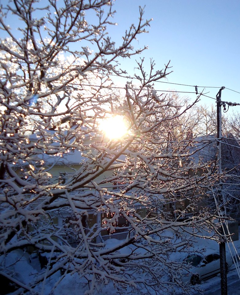 Sunlight streaking through iced-up tree in winter with car and house