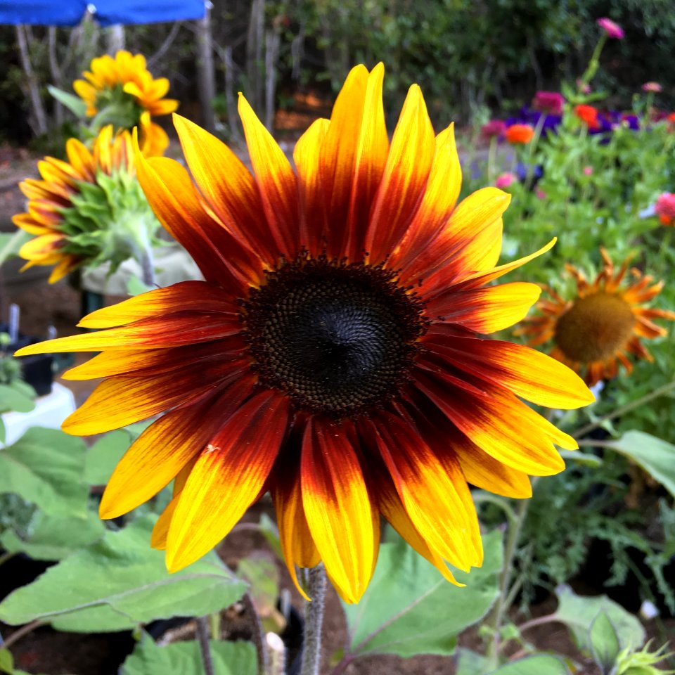 Sunflowers public domain helianthus annuus IMG 6951