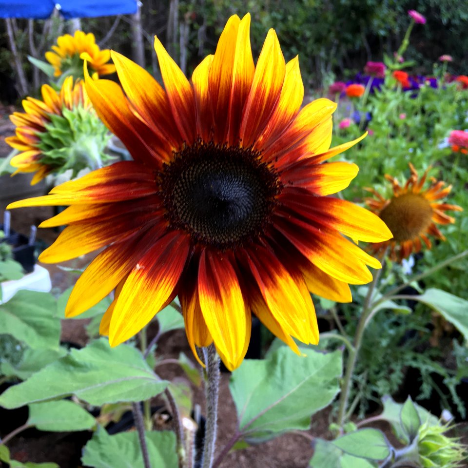 Sunflowers public domain helianthus annuus IMG 6947