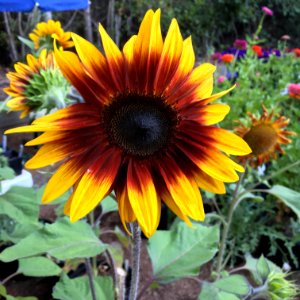 Sunflowers public domain helianthus annuus IMG 6947
