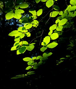 Sunlight on beech leaves in Gullmarsskogen ravine 4