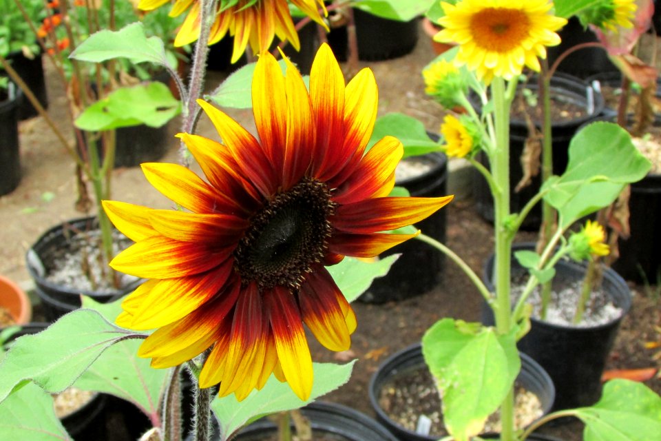 Sunflowers public domain helianthus annuus IMG 5607