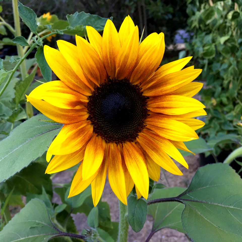 Sunflowers public domain helianthus annuus IMG 4292