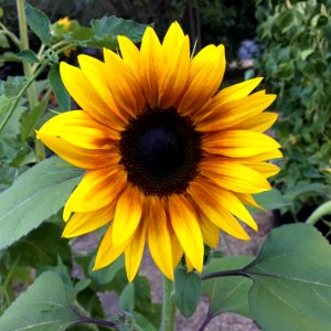 Sunflowers public domain helianthus annuus IMG 4292