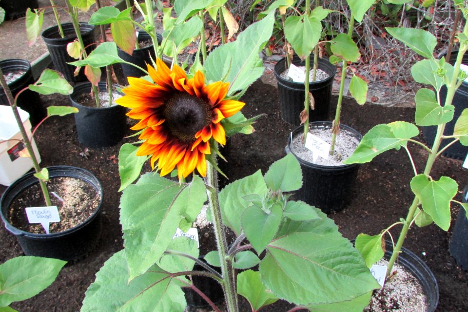 Sunflowers public domain helianthus annuus IMG 5527