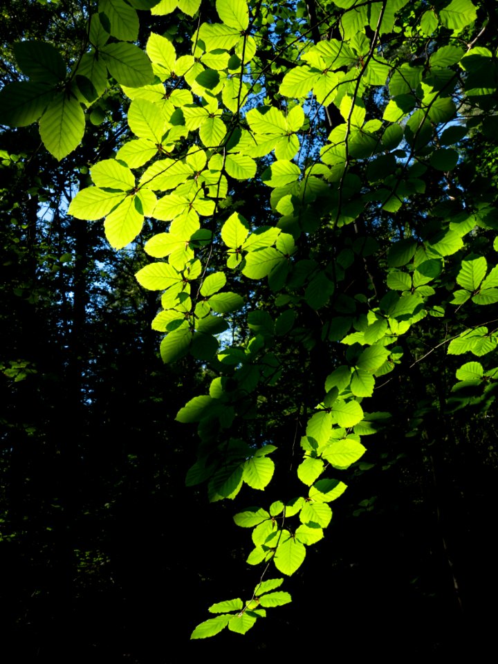Sunlight on beech leaves in Gullmarsskogen ravine 2