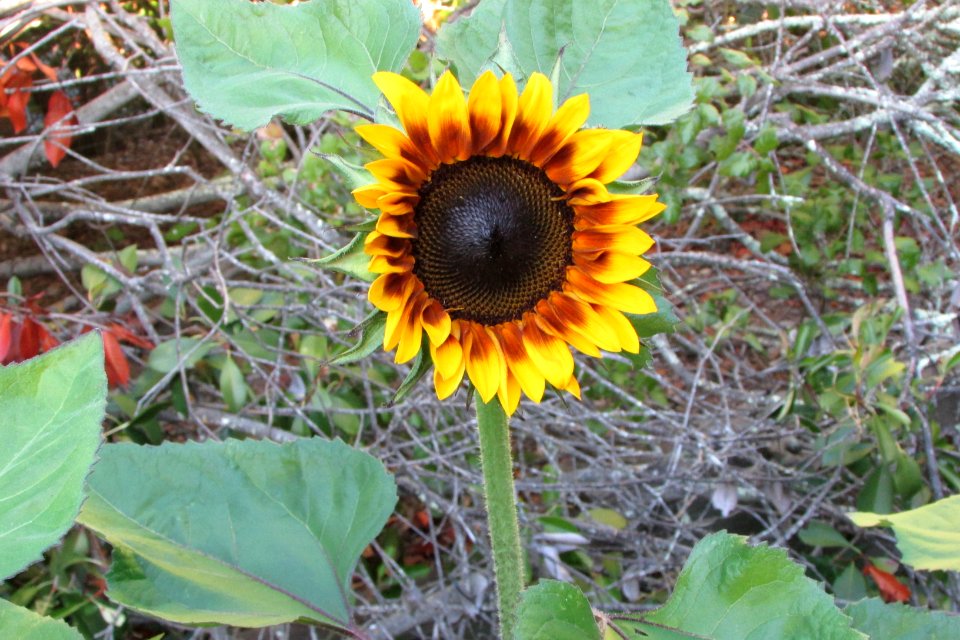 Sunflowers public domain helianthus annuus IMG 5316