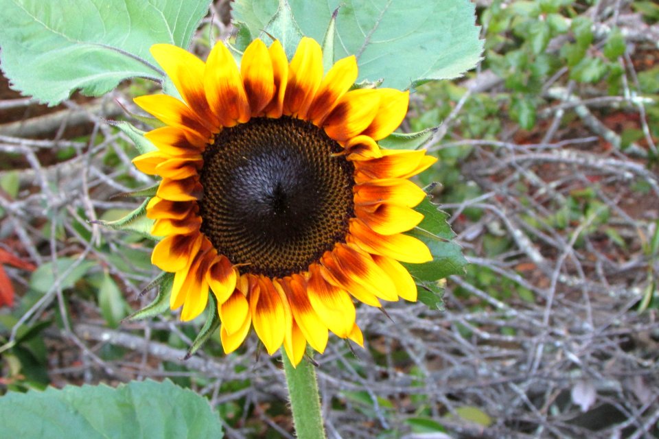 Sunflowers public domain helianthus annuus IMG 5320