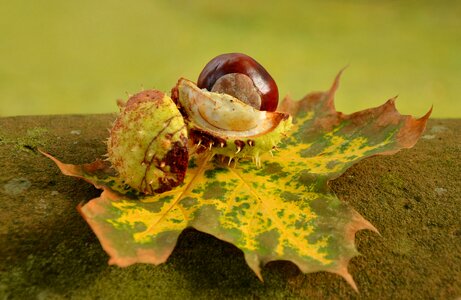 Leaves spur shell photo