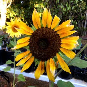 Sunflowers public domain helianthus annuus IMG 4798 photo