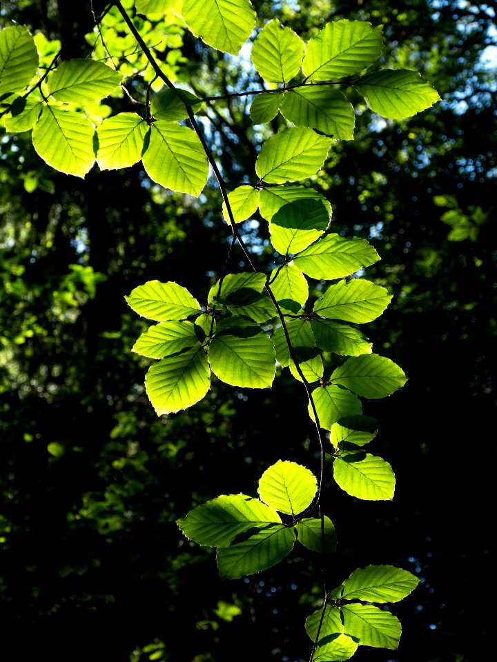 Sunlight on beech leaves in Gullmarsskogen ravine 6