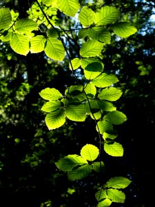 Sunlight on beech leaves in Gullmarsskogen ravine 6