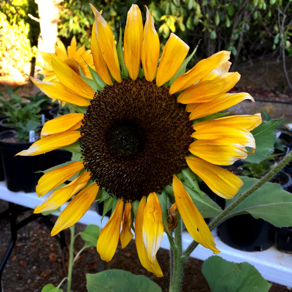 Sunflowers public domain helianthus annuus IMG 4792