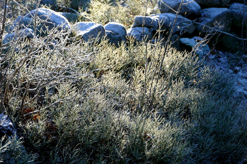 Sunlight on bilberry bushes with frost