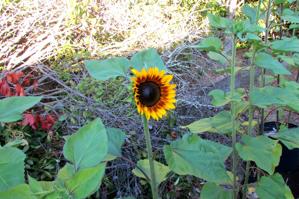 Sunflowers public domain helianthus annuus IMG 5314