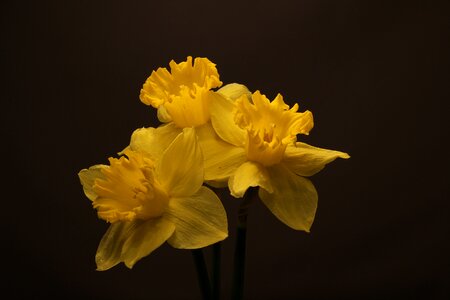 Yellow spring narcissus photo