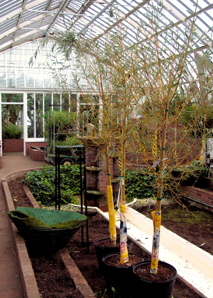 Sunken Garden, Phipps Conservatory, 2015-10-13, 02