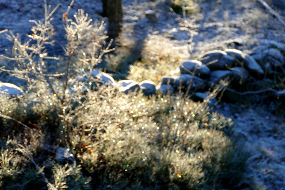 Sunlight on woodland with frost - out of focus