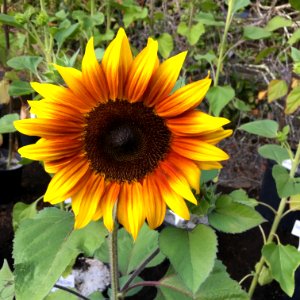 Sunflowers public domain helianthus annuus IMG 1161