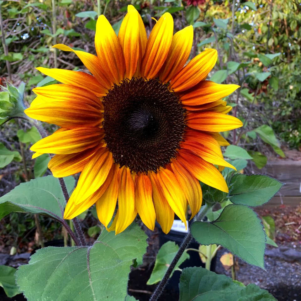 Sunflowers public domain helianthus annuus IMG 1180-