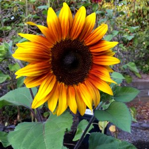 Sunflowers public domain helianthus annuus IMG 1180-