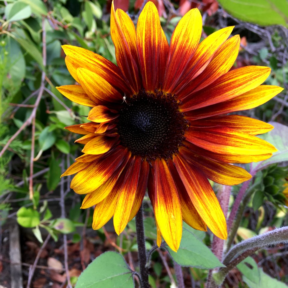 Sunflowers public domain helianthus annuus IMG 3084