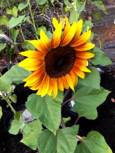 Sunflowers public domain helianthus annuus IMG 2467