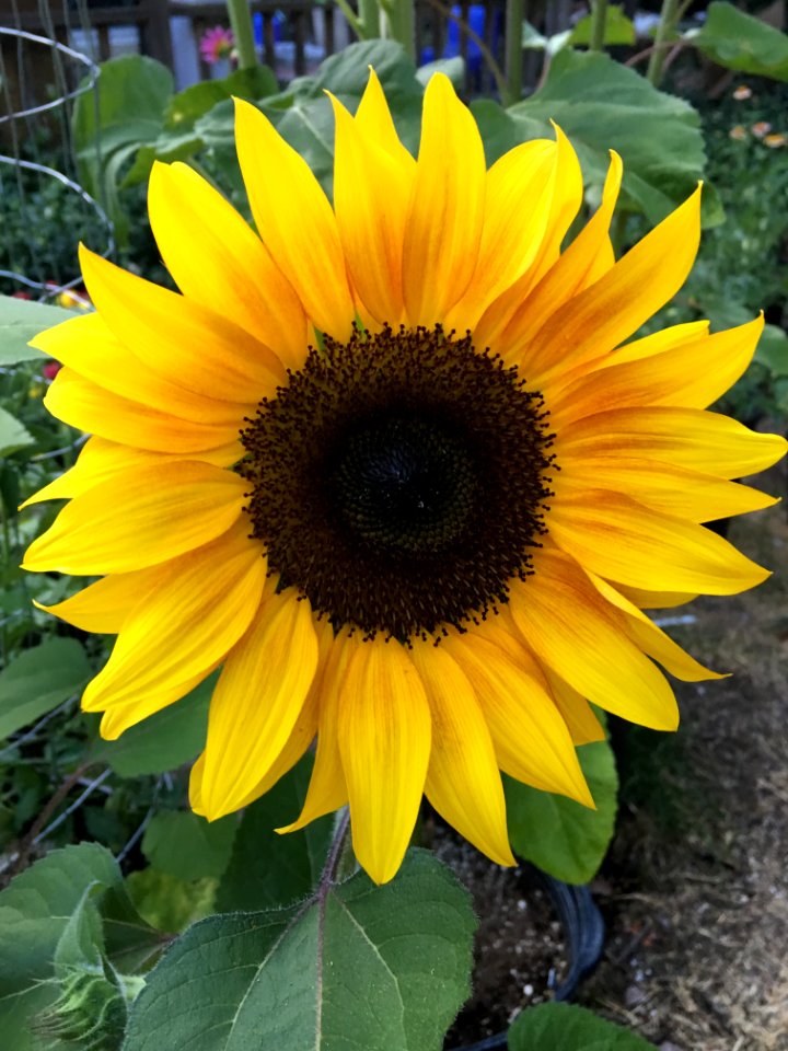 Sunflowers public domain helianthus annuus IMG 2213