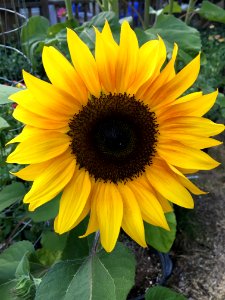 Sunflowers public domain helianthus annuus IMG 2213