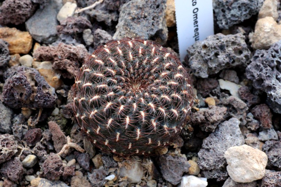 Sulcorebutia heinzii