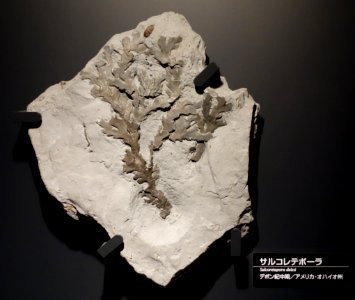 Sulcoretepora deissi - National Museum of Nature and Science, Tokyo - DSC07728