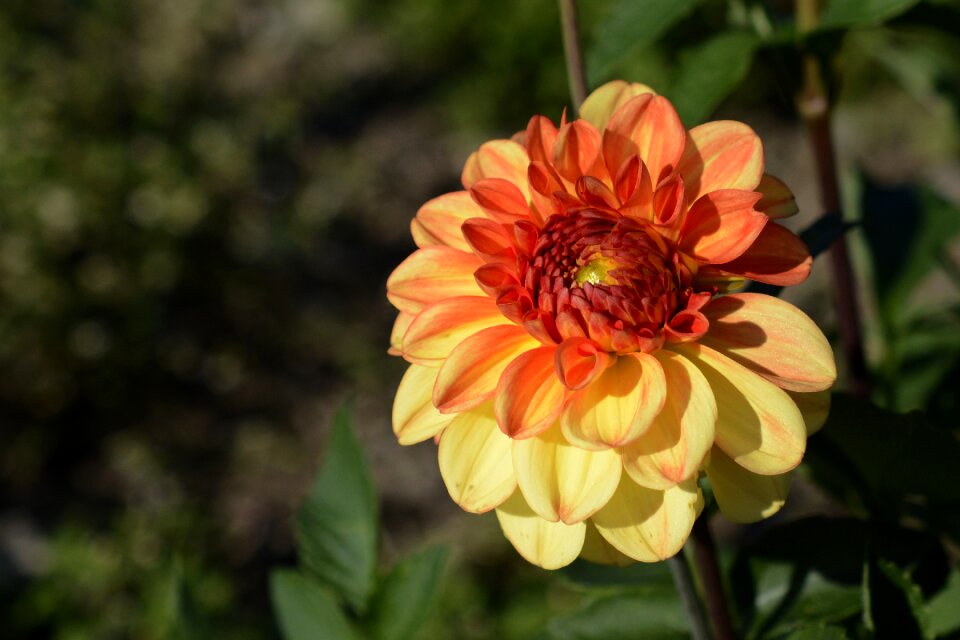 Bloom dahlia garden late summer photo