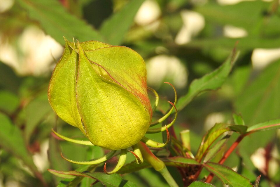 Bud hibiscus bud green