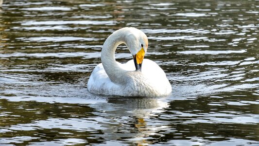 Wild birds wild animal natural photo