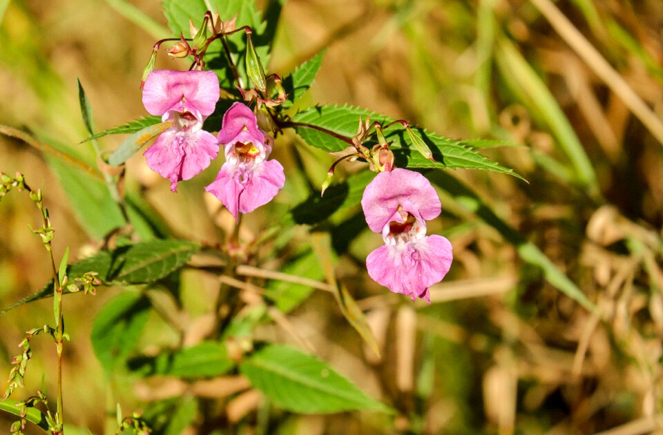 Pink impatiens glandulifera forest