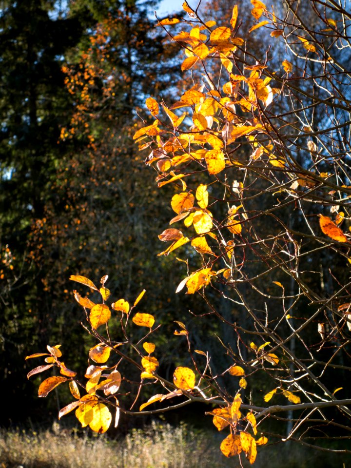 Sunlit leaves on autumn beech