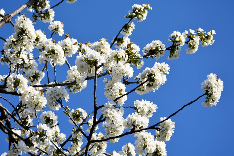 Spring nature spring flowers