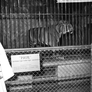 Sumatraanse tijger in een kooi, aangeboden aan diergaarde Blijdorp door een olie, Bestanddeelnr 918-5330