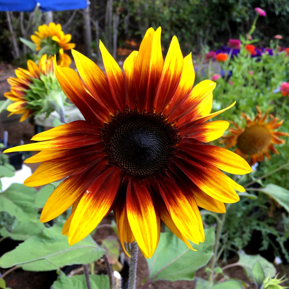 Sunflowers public domain helianthus annuus IMG 6950