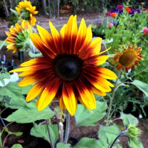 Sunflowers public domain helianthus annuus IMG 6939