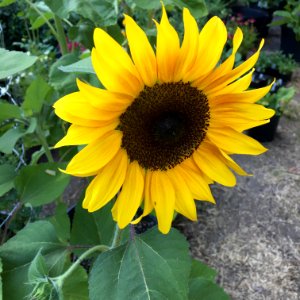 Sunflowers public domain helianthus annuus IMG 2654