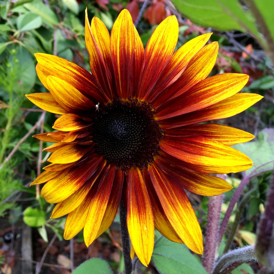 Sunflowers public domain helianthus annuus IMG 3090